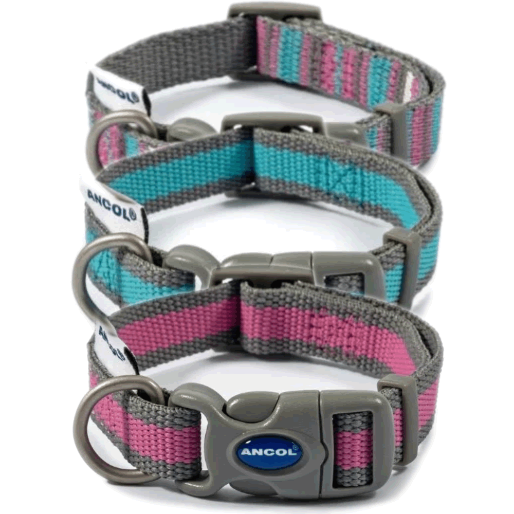 Medium Ancol dog collar
